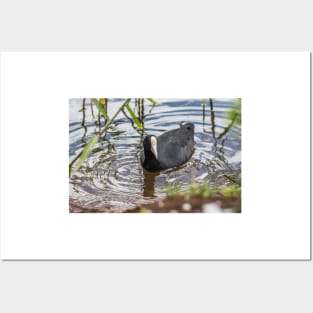 Hawaiian coot of Honolulu 2 Posters and Art